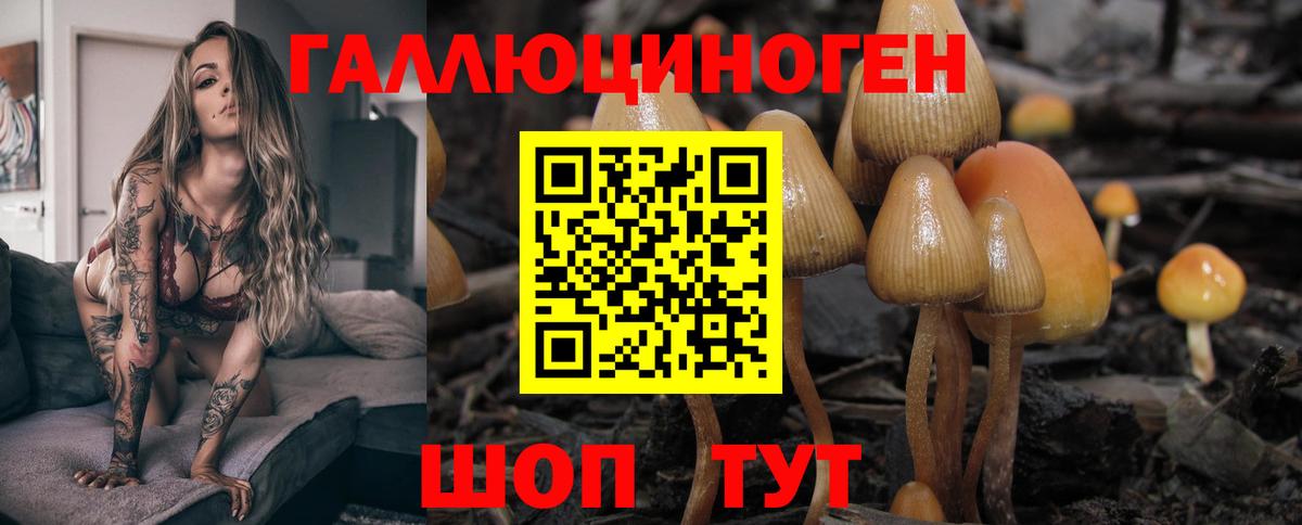 Галлюциногенные грибы мицелий  Вход с VPN  Горно-Алтайск  Псилоцибиновые грибы Psilocybe 